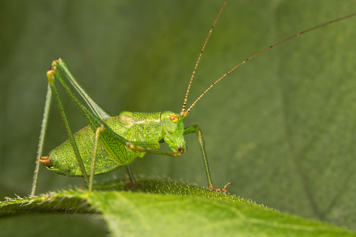 Speckled Bush Cricket 5